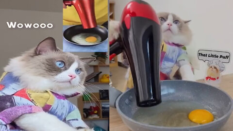Kitty cat make testy egg ||