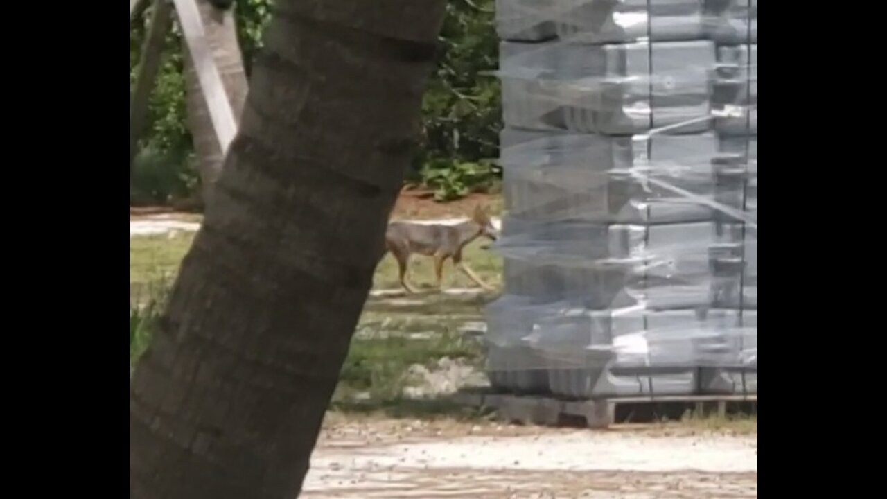 P.K. Coyote attacking Peacock