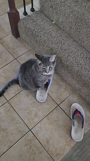 Never work with animals.