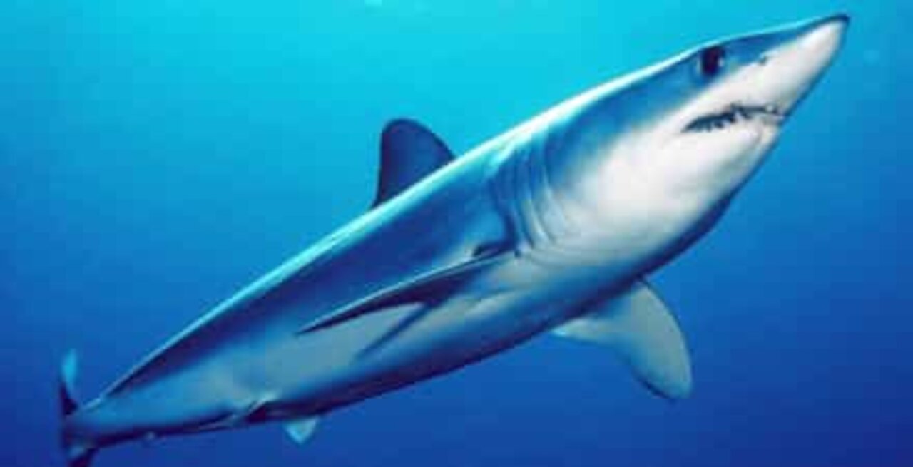 Un requin curieux mord un bateau