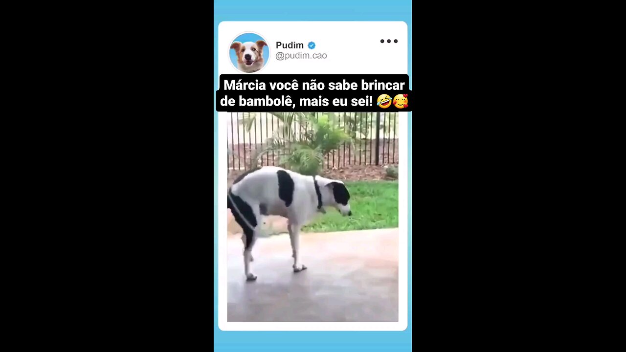 funny dog