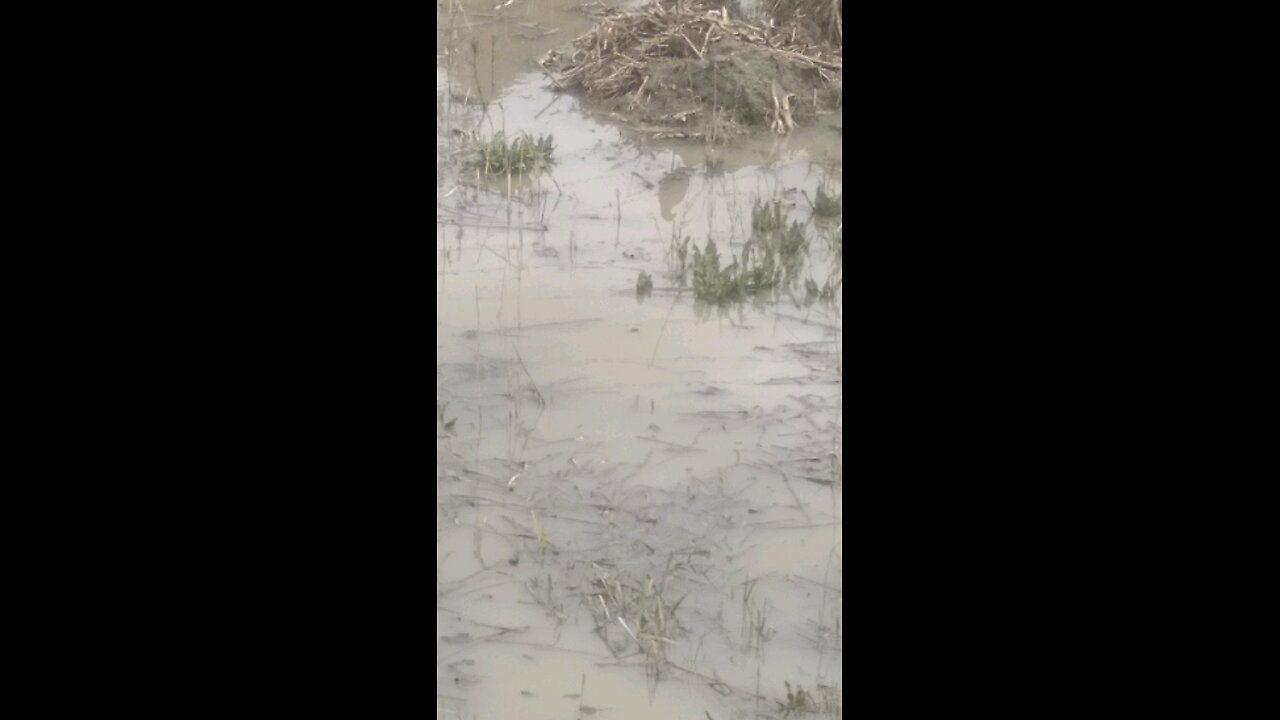 Wet Land Bird