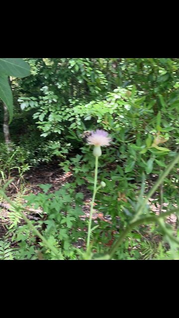 Sometimes you got to just bee.