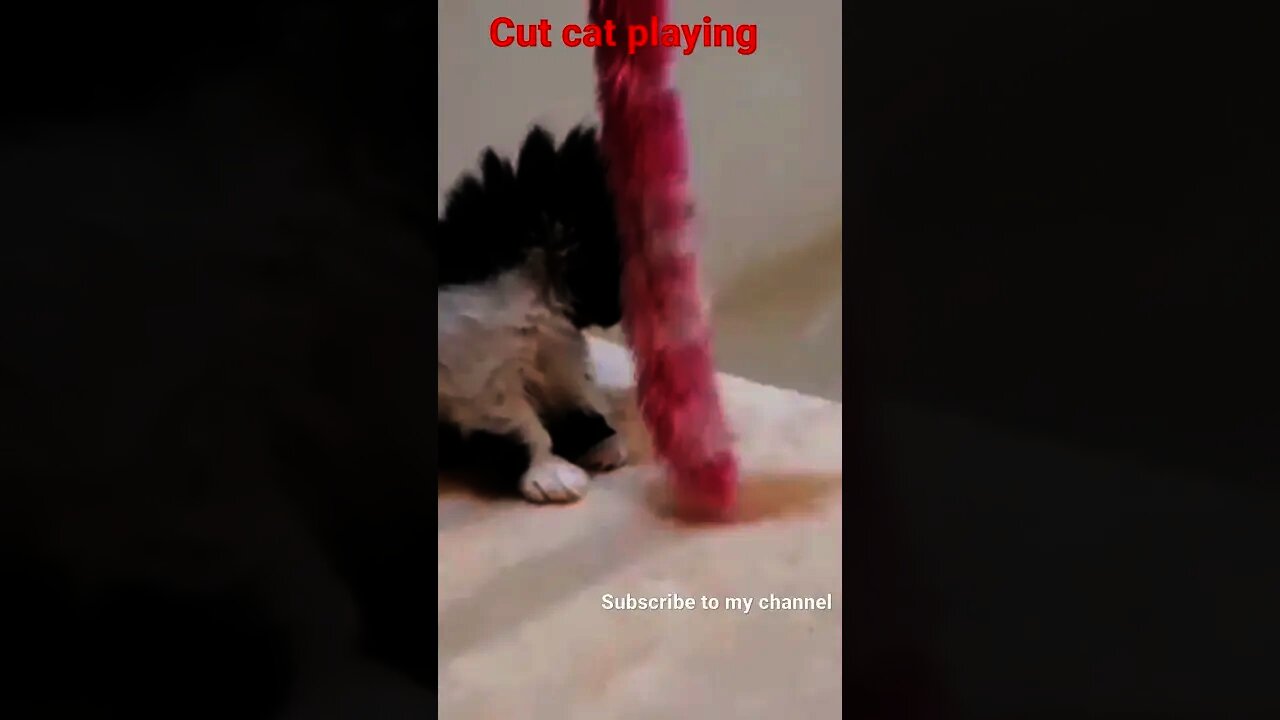 Cute Cat Playing video # Short