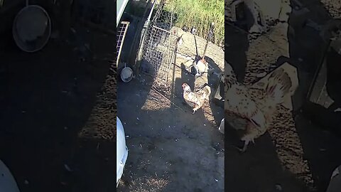 Chicken cam. Early morning