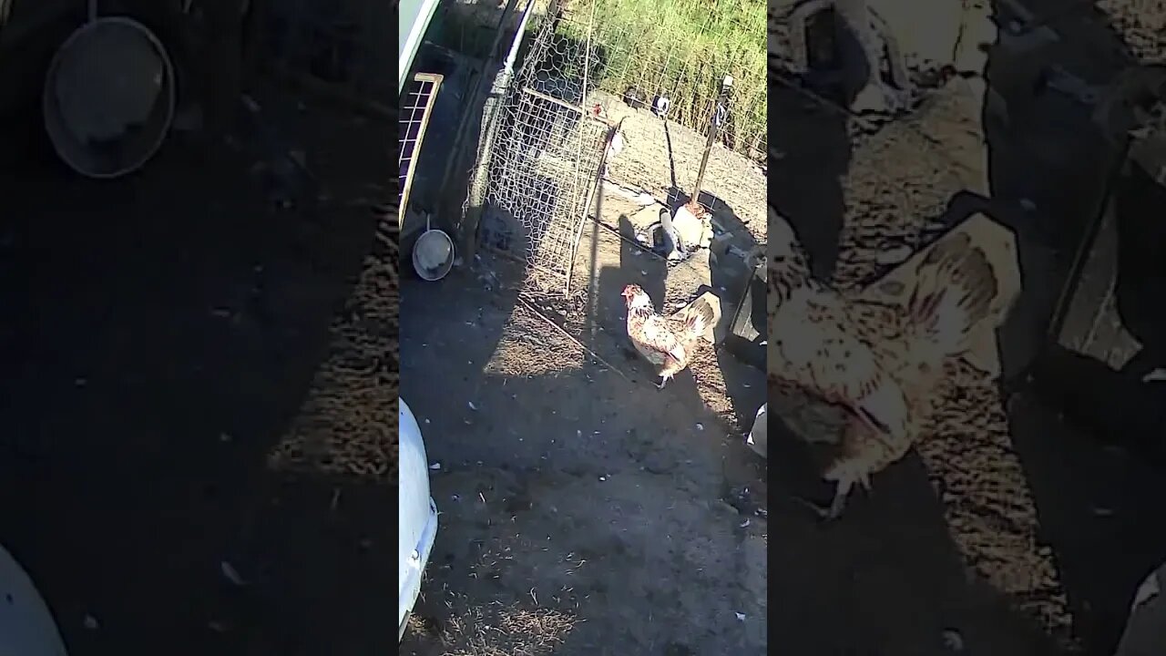 Chicken cam. Early morning