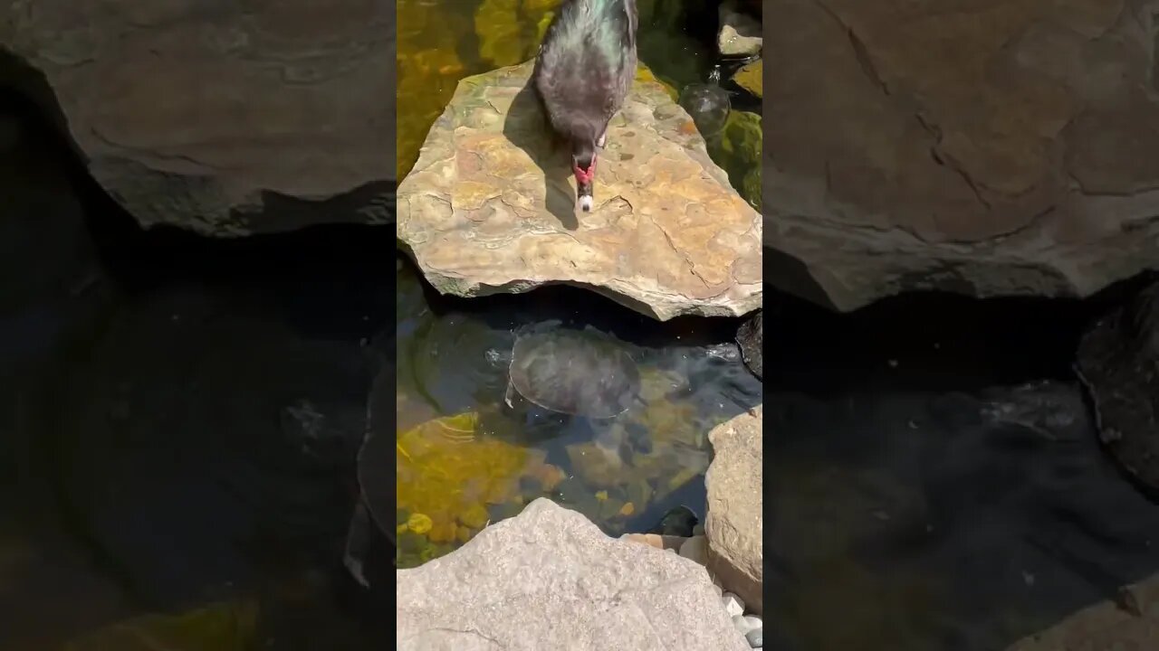 Turtle and Duck sharing worms #turtle #turtlepond #pond