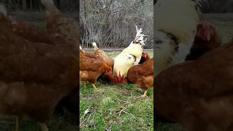 Peaceful Morning with the chickens ❤ #chickens #freerange #layers #homesteading #farmanimals #farm