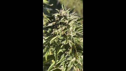 Frosty sungrown