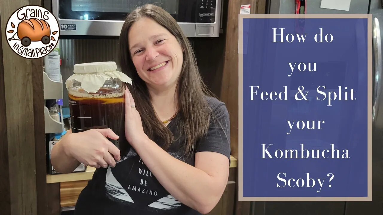 What To Do With A HUGE Scoby! | How to brew Kombucha from Scratch | Best Kombucha Starter Kit