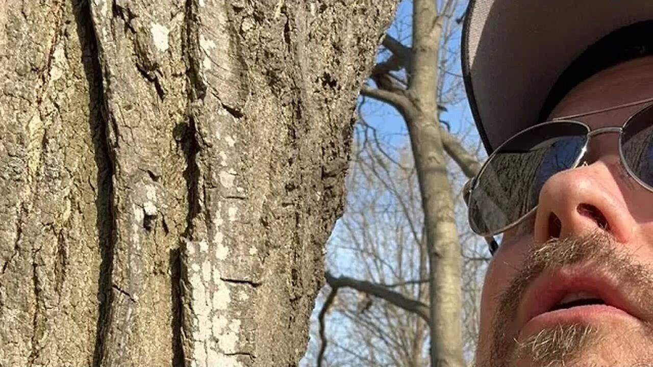 Geocaching live in a tree! So much harder with one hand!