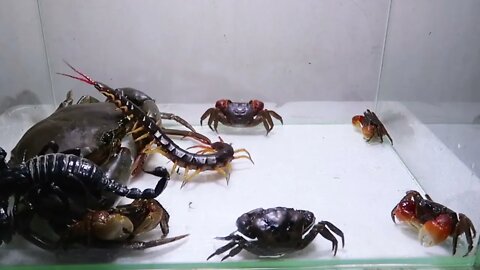 Sea Crab Centipede Emperor Scorpion Water36 3