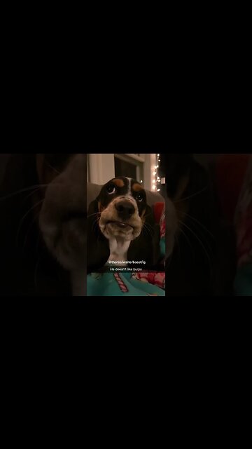 Funny dog doesn't like burps #dog