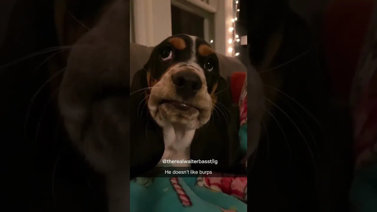 Funny dog doesn't like burps #dog