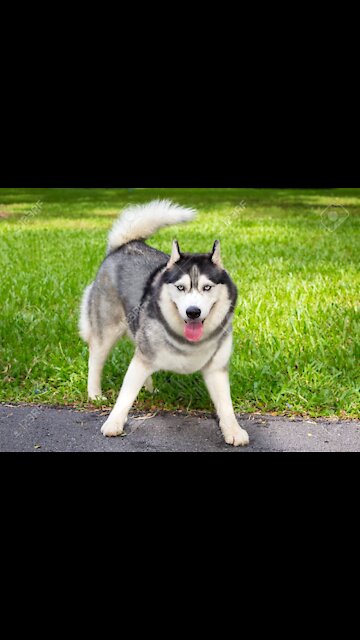 A dog husky playing in a park