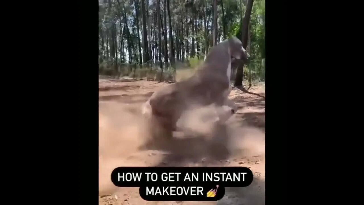 Funny and Cute Horses That Will Change Your Mood For Good