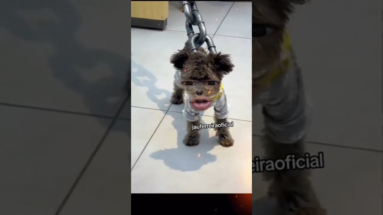 Cachorronildo do grande bravo