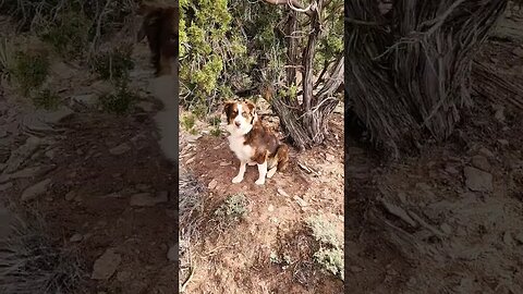 Wicket under his favorite tree.