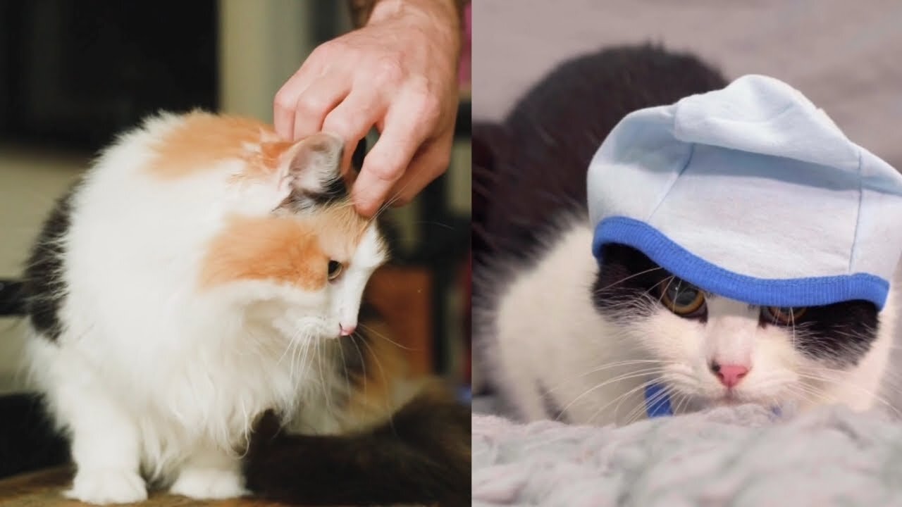 OMG So Cute Cats ♥ Best cute Cat Videos 2021