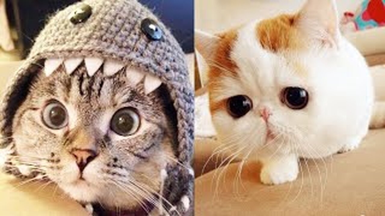Unlikely friendship: astonishing cat and dog duo