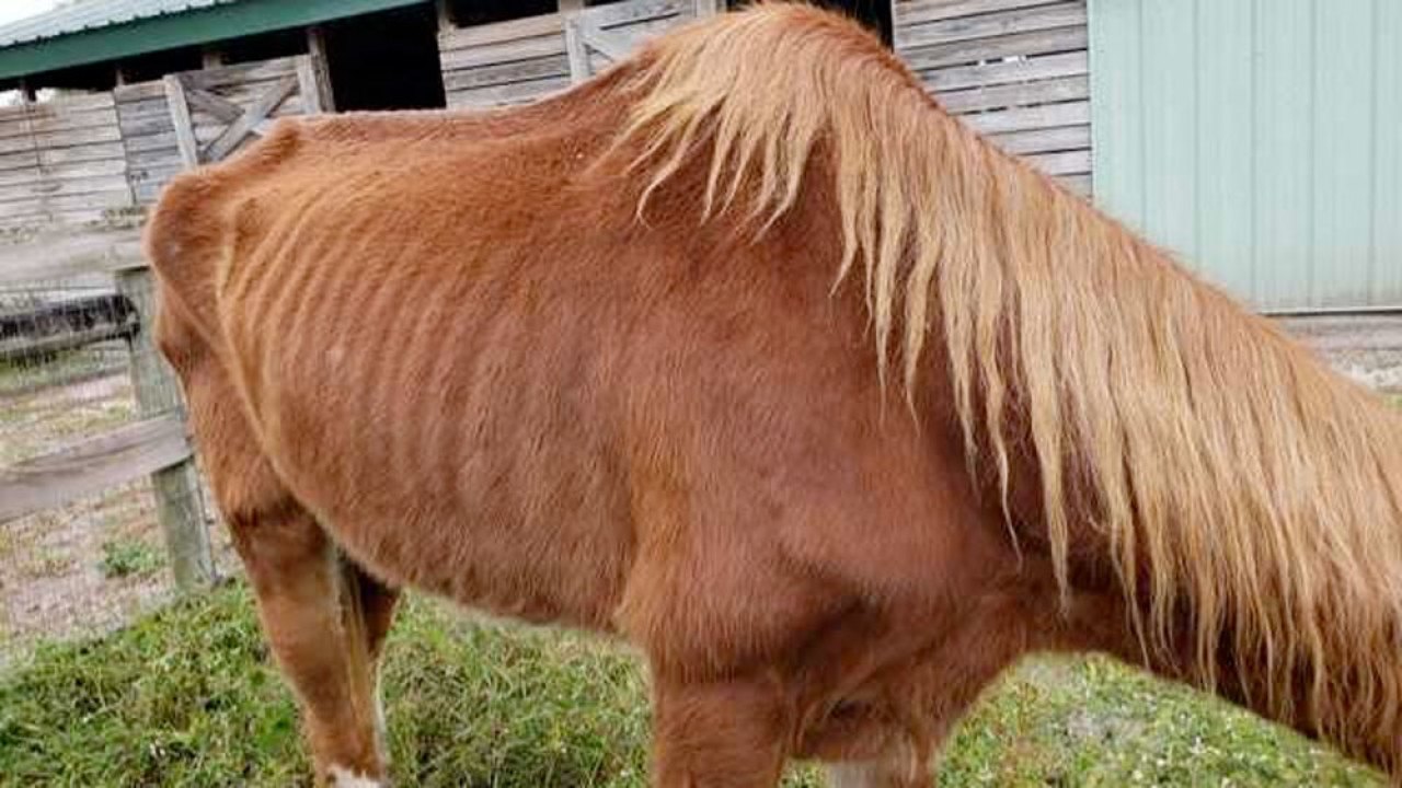 Animal cruelty investigation at Palm Beach County property