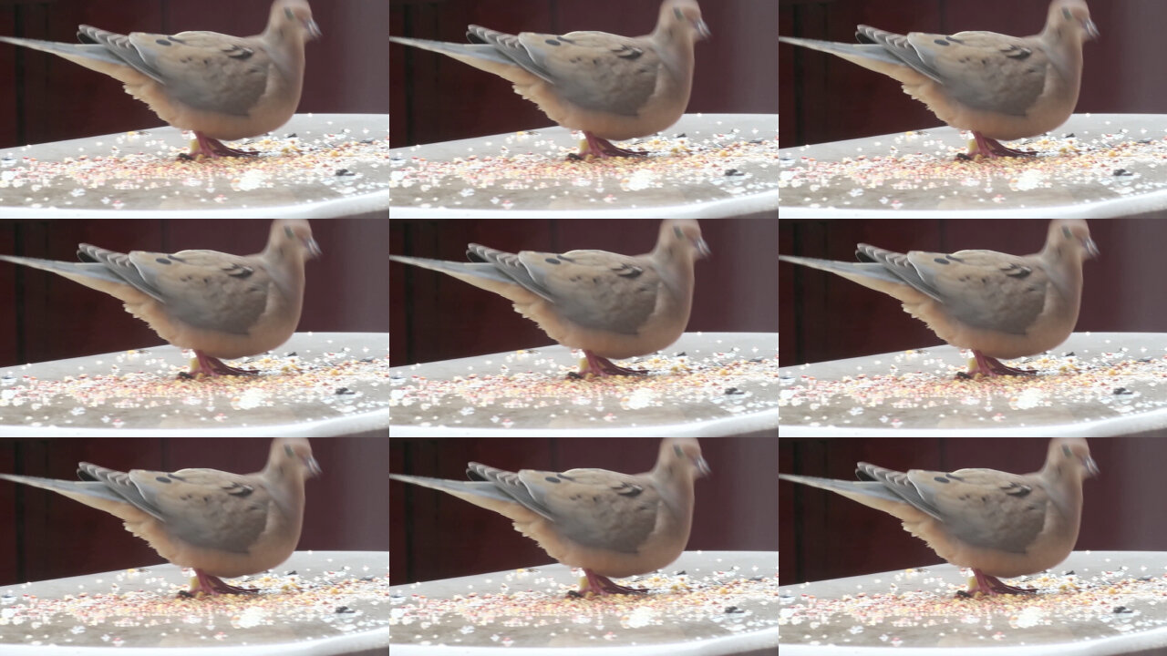 Amazing dove dance