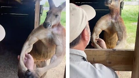 This Strong Muscle kangaroo refuses to let go!