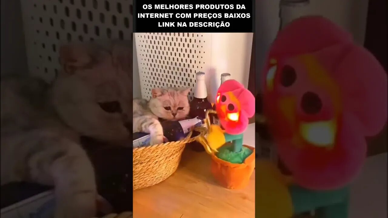 quando a gata te larga
