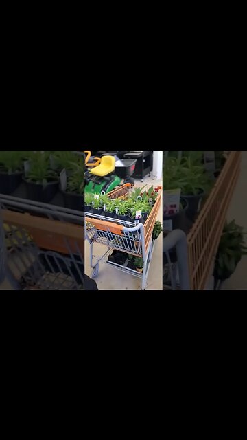 More plants more plants more plants more plants more plants more plants more plants more plants