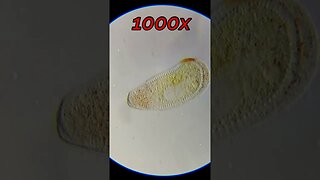 Chlamydodon found in sea water 1000x magnification #microscope #microbiology #shorts