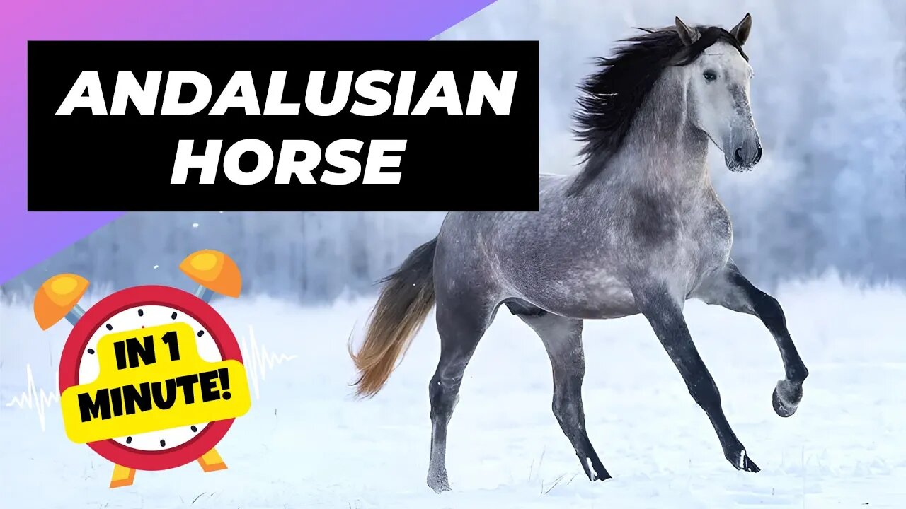 Andalusian Horse - In 1 Minute! 🐴 One Of The Most Beautiful Horses In The World | 1 Minute Animals