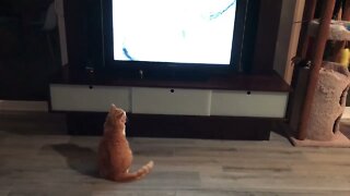 Cat TV