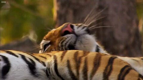 tiger cubs last moment as a family ##