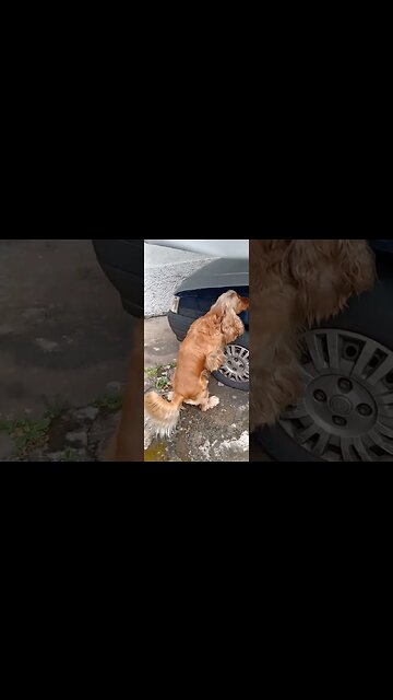 #dogshow , #animals , #dogs , #shorts