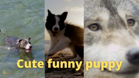 The cute dog is swiming and very funny puppy