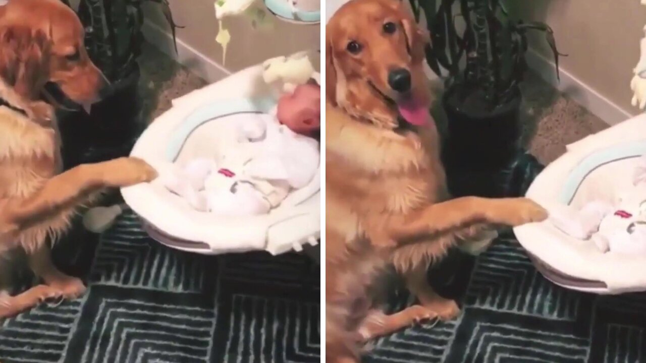 Puppy Calming the baby