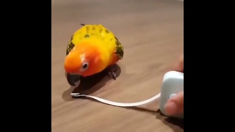 Funny cute bird