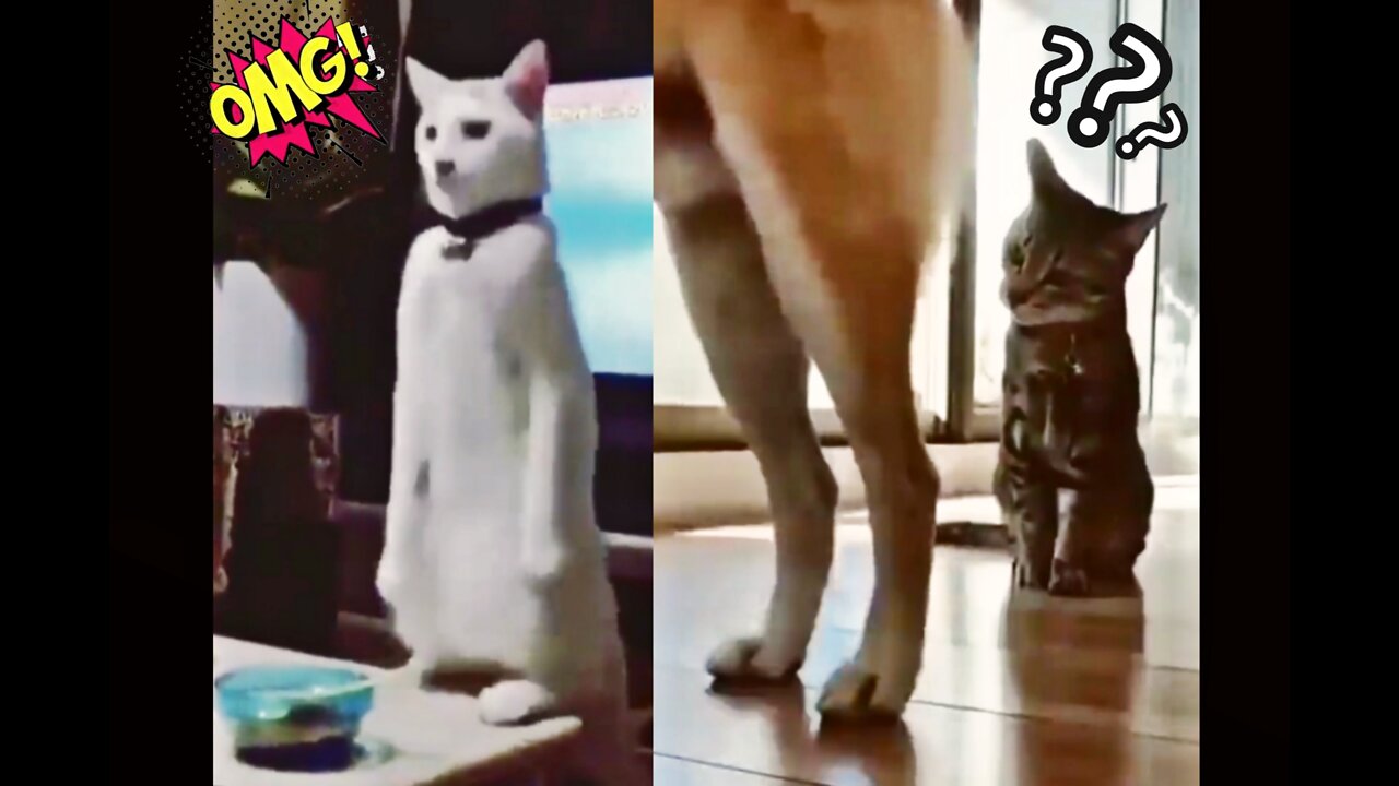 Cat what the hell? Cat for funs 😂