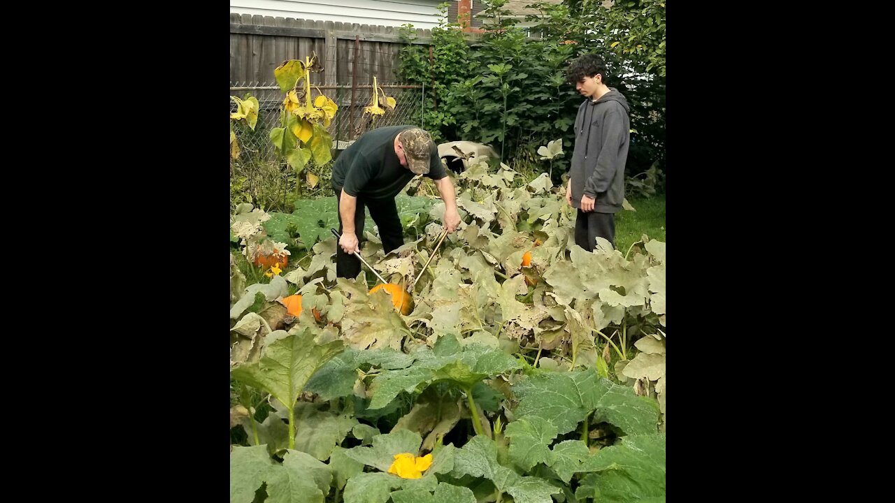 2021OCT10 pumpkin harvest