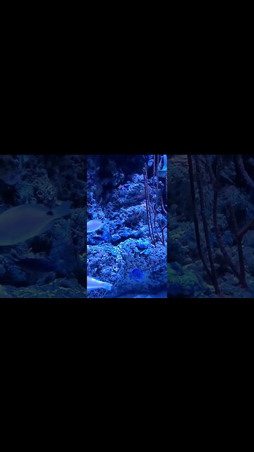 reef fish pineknoll shores aquarium