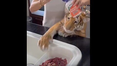 This Is What 🙀 Happens When You Pet Tiger 🐅 Instead of Dog 🐕