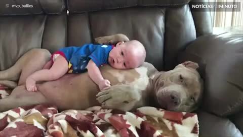 Pitbull e bebê são amigos inseparáveis