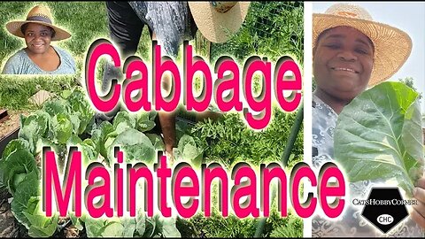 #cabbage #gardenmaintenance - #catshobbycorner