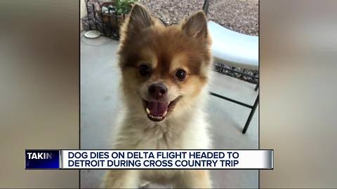 Dog dies on delta flight that made stop in Detroit