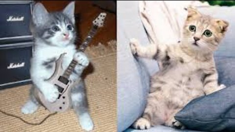 those cats are crazy || Cute cats