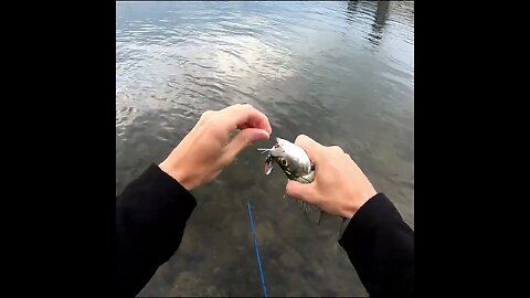 White Bass on a Rooster Tail