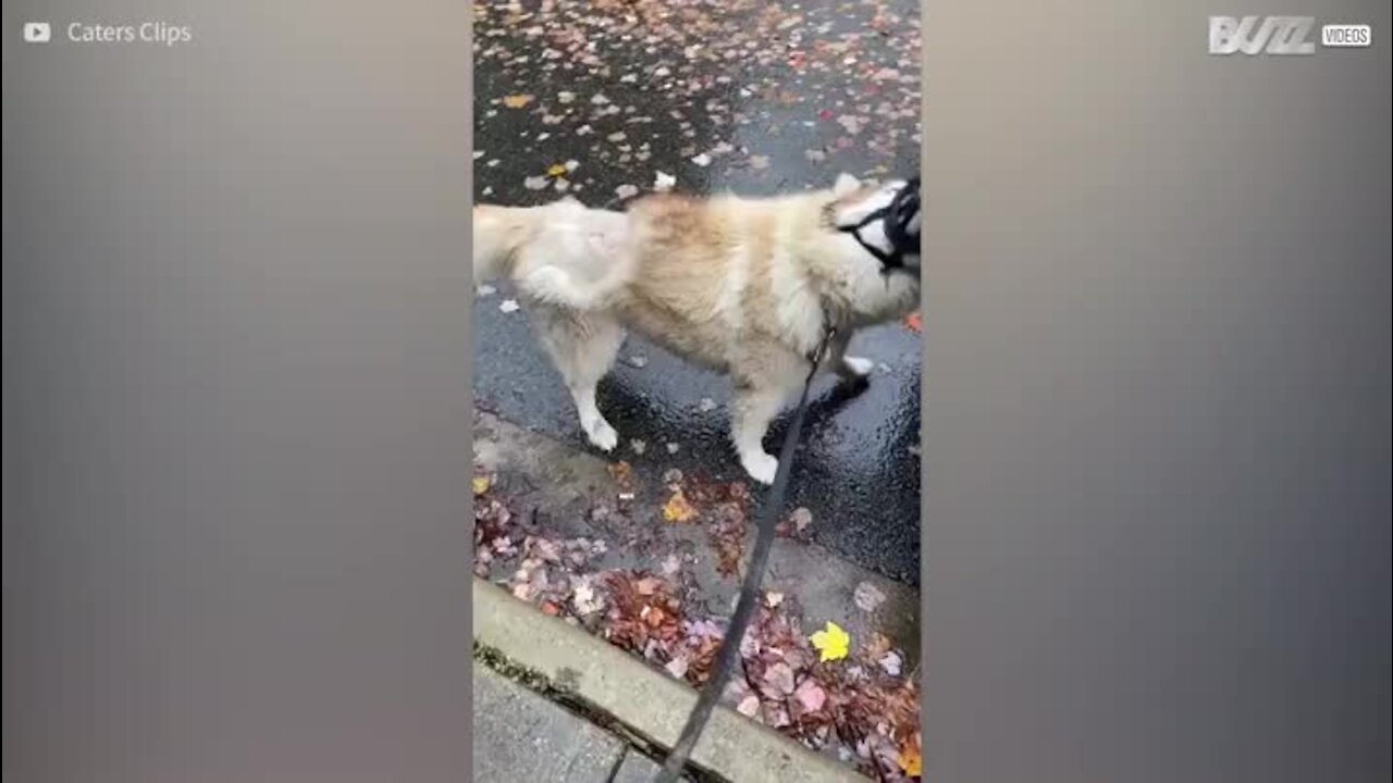 Un chien se fait caresser par une fausse main