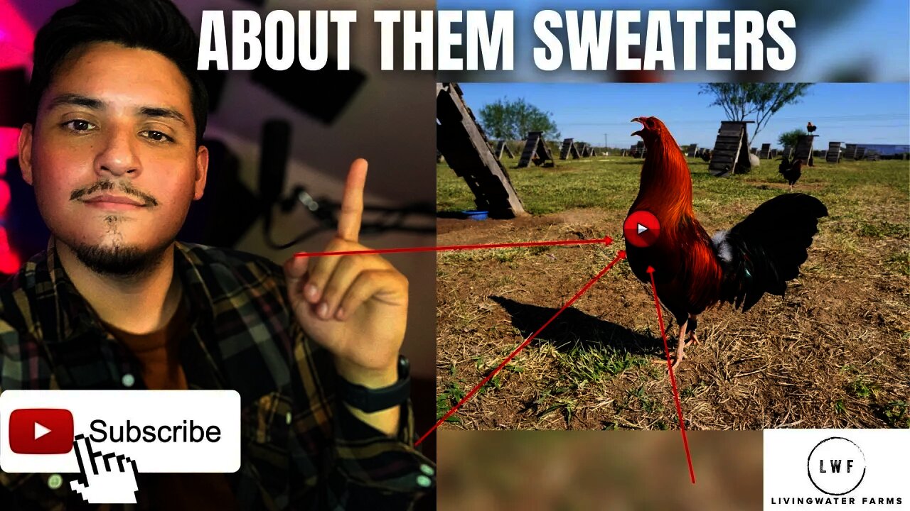 SPECIAL ANNOUNCMENT Regarding the LWF Gamefowl Sweaters