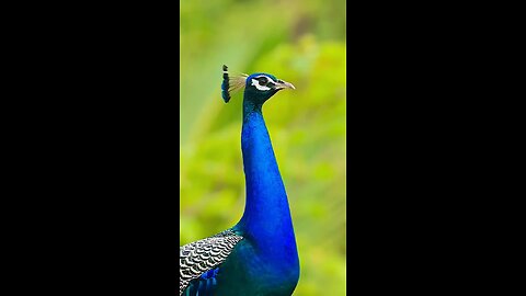 BEAUTIFUL PEACOCK