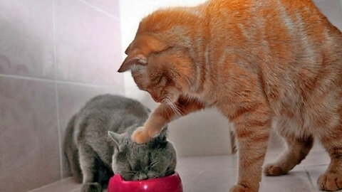 Funny animal videos 2023 - Funny cats/dogs - Funny animals -Part82/Haypyy Pett